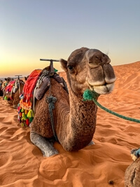 chameau Maroc