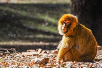 singe Maroc